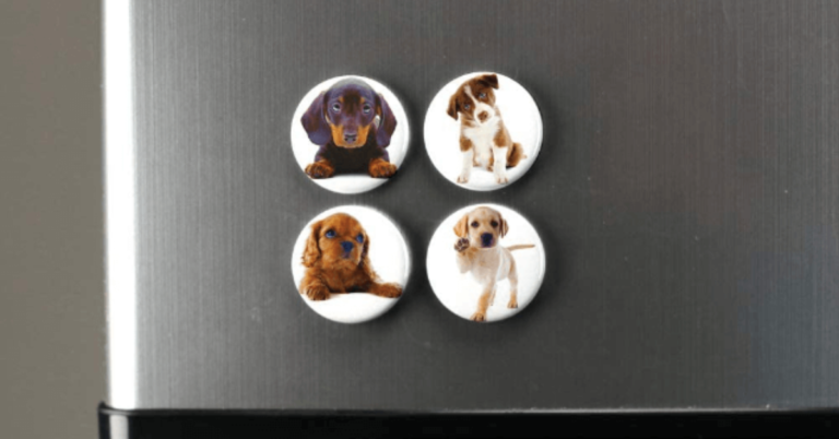 How Pet Care Magnets Can Help You Stay on Top of Your Pet’s Health