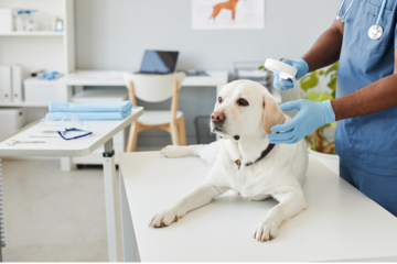 How to Choose the Right Pet Wellness Clinic for Your Furry Friend