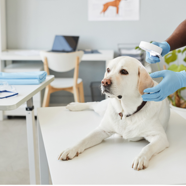 How to Choose the Right Pet Wellness Clinic for Your Furry Friend