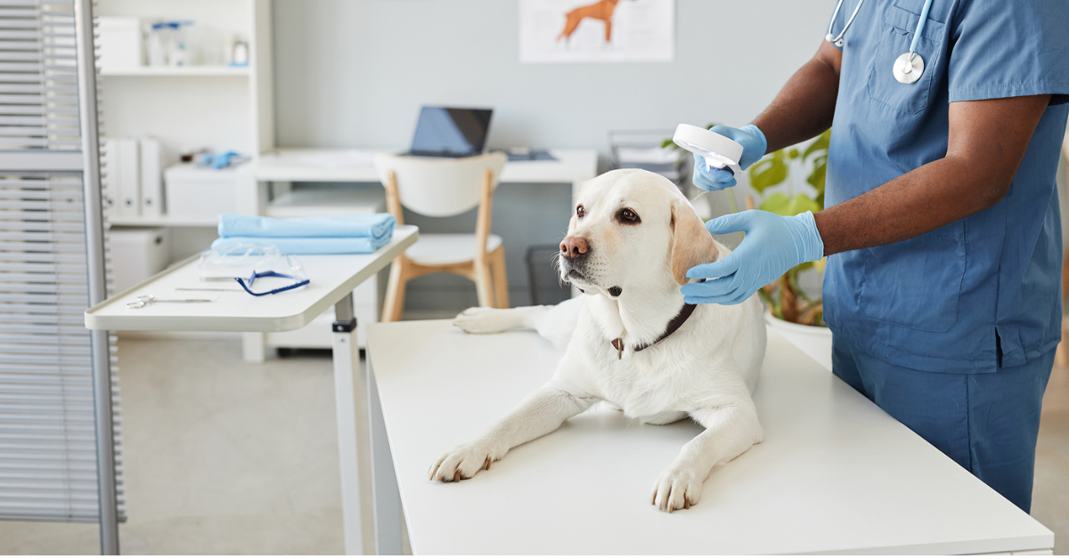 How to Choose the Right Pet Wellness Clinic for Your Furry Friend