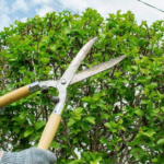 The Essential Guide to Storm Cleanup: Tree Trimming Basics