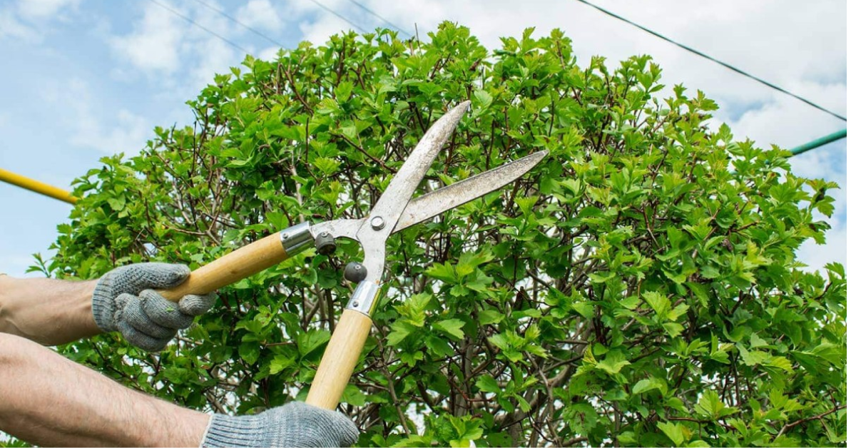 The Essential Guide to Storm Cleanup: Tree Trimming Basics