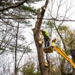 Types of Tree Removal and Care Services You Must Know