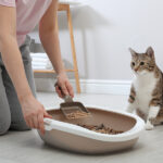 Top 10 Reasons Every Cat Needs a Litter Box in Your Home