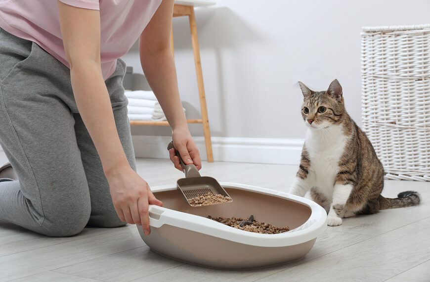 Top 10 Reasons Every Cat Needs a Litter…