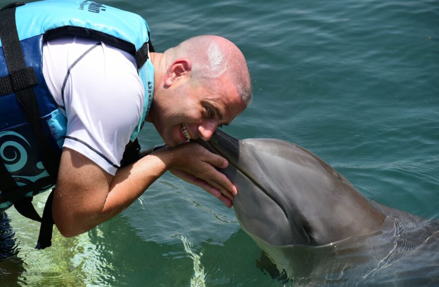 Swimming with Dolphins in St. Kitts: An Unforgettable…