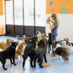 Doggie Daycare